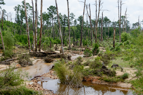 Bastrop State Park, TX, USA